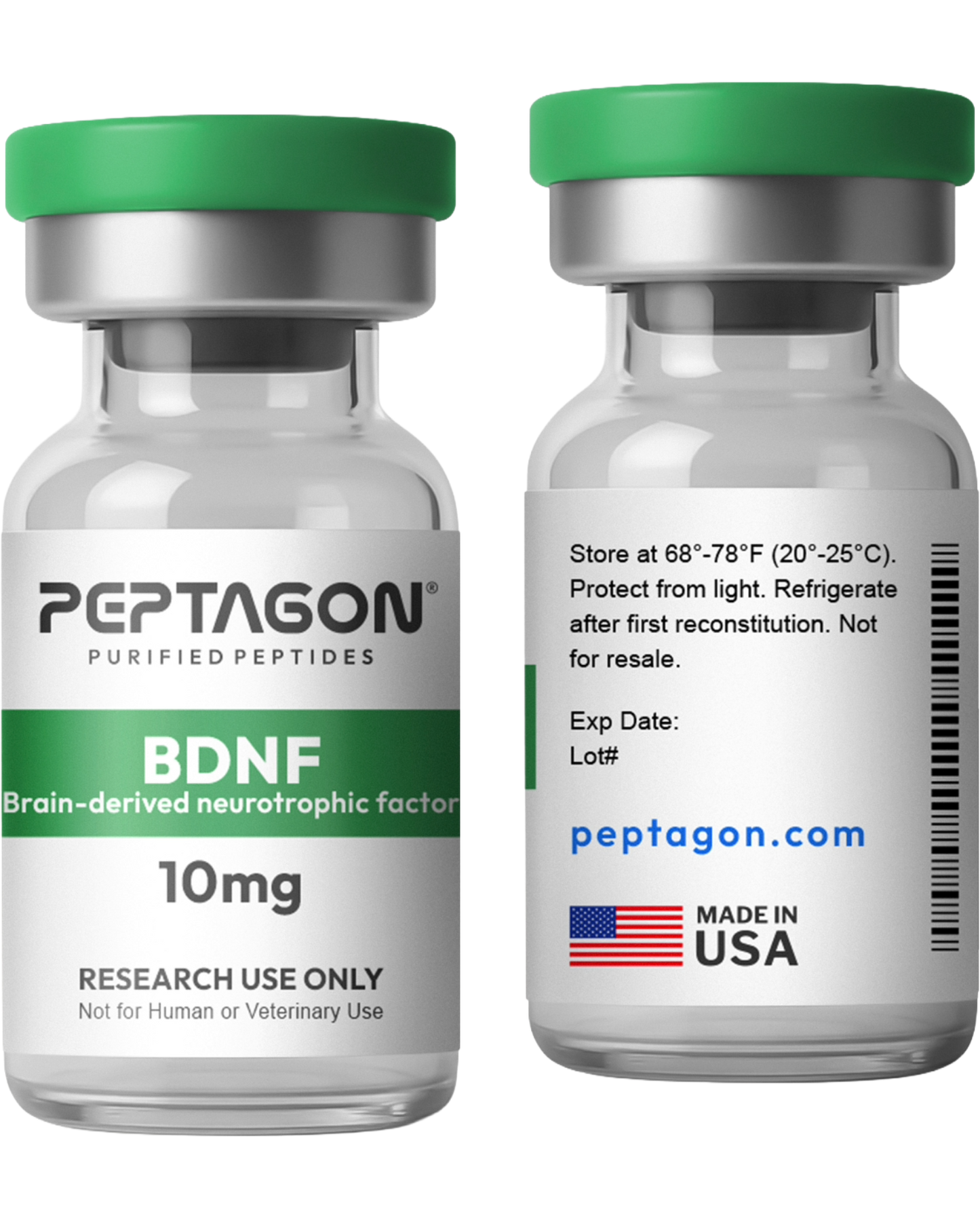 BDNF Research Protein – 10mg